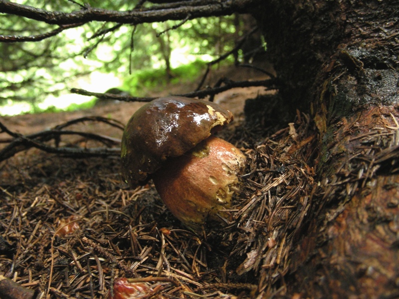 Facciamo due passi tra gli abeti